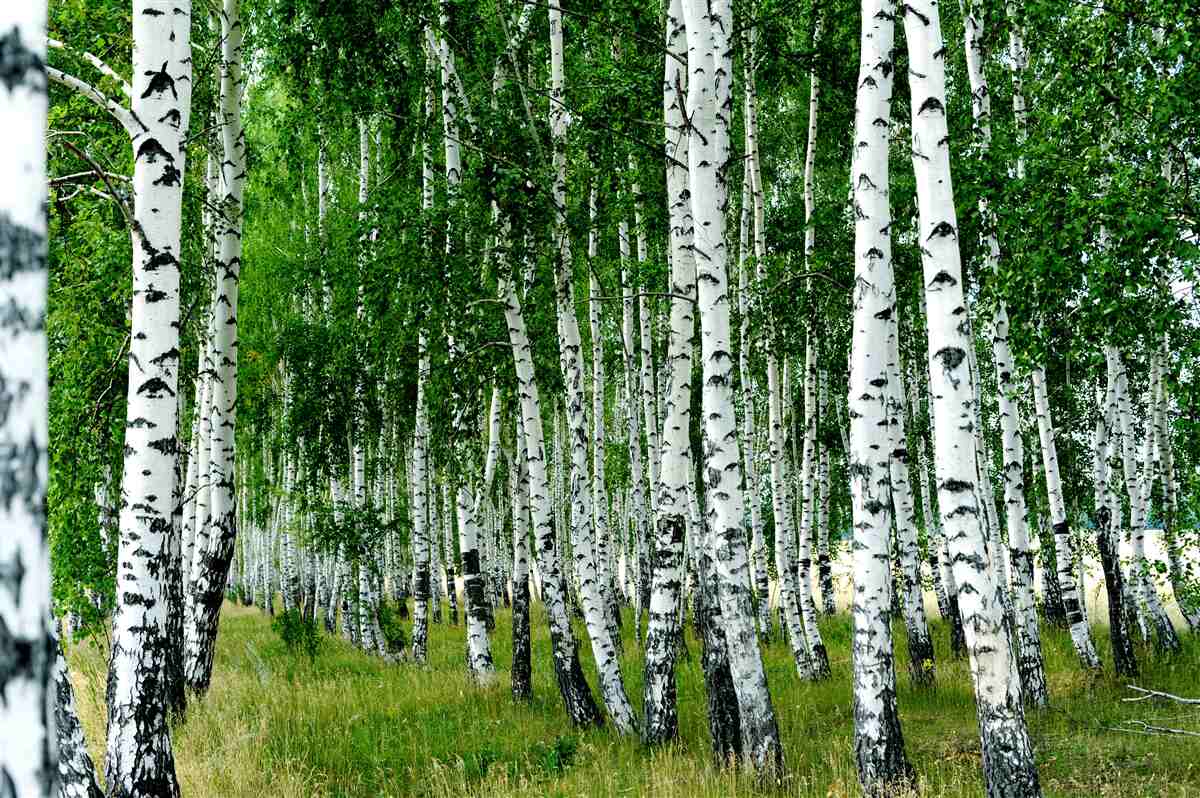 Fototapeta smukły las brzozowy
