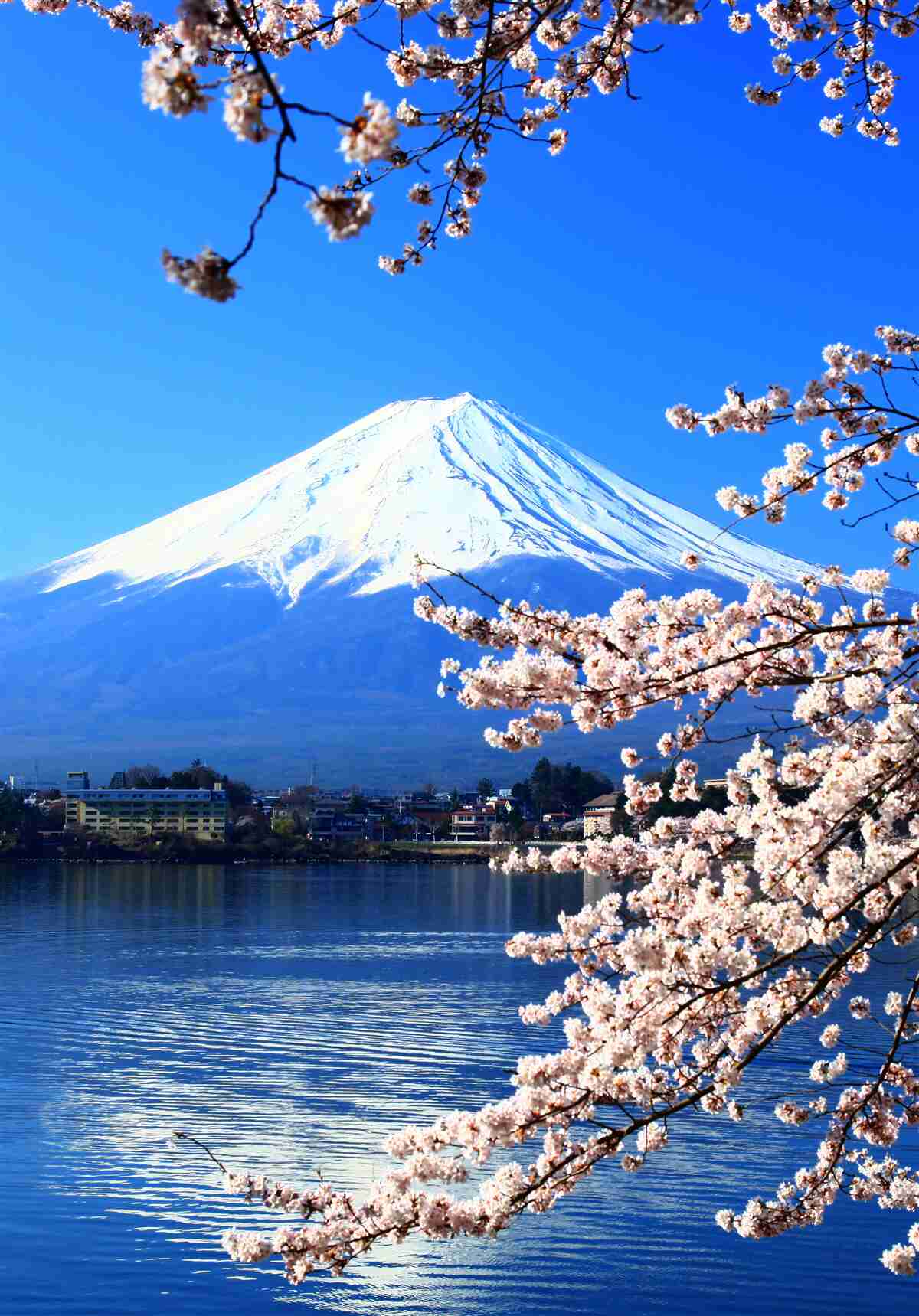 Fototapeta sakura na tle jeziora i gór