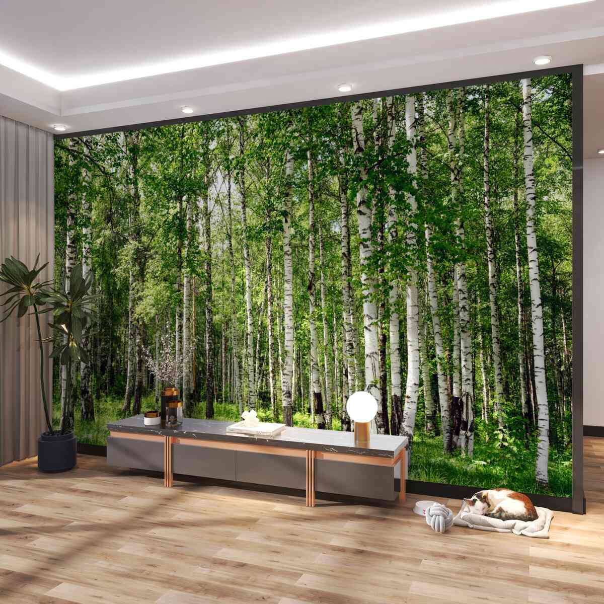 Fototapeta smukła brzoza