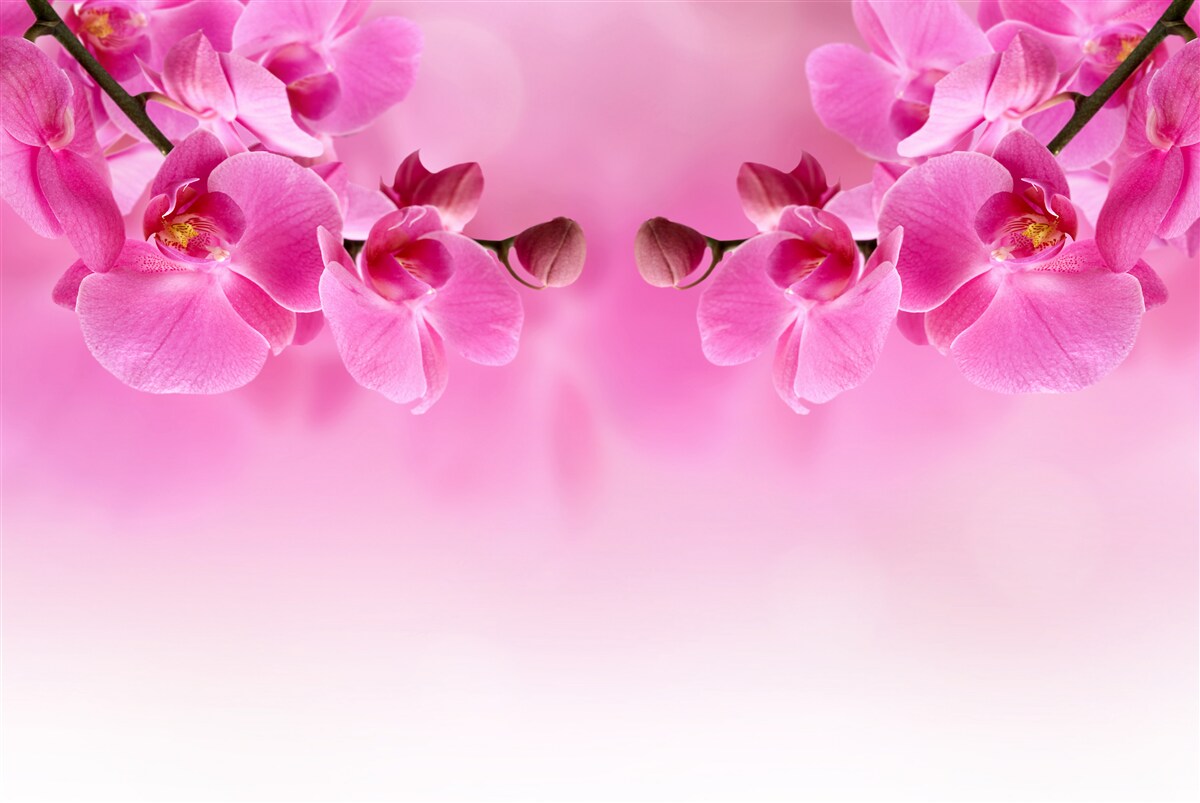 Fototapeta gałęzie różowych orchidei na tle siatki