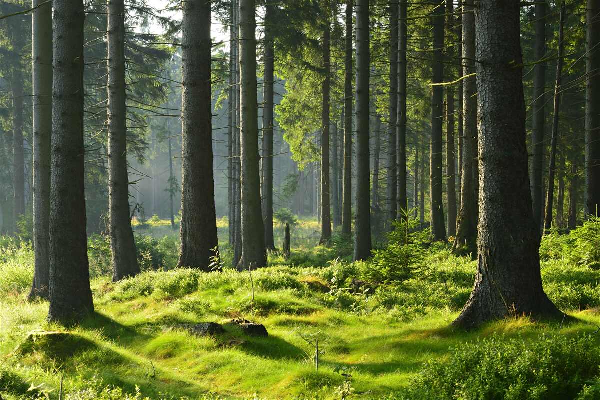 Fototapeta smukłe stare drzewa i zielony mech