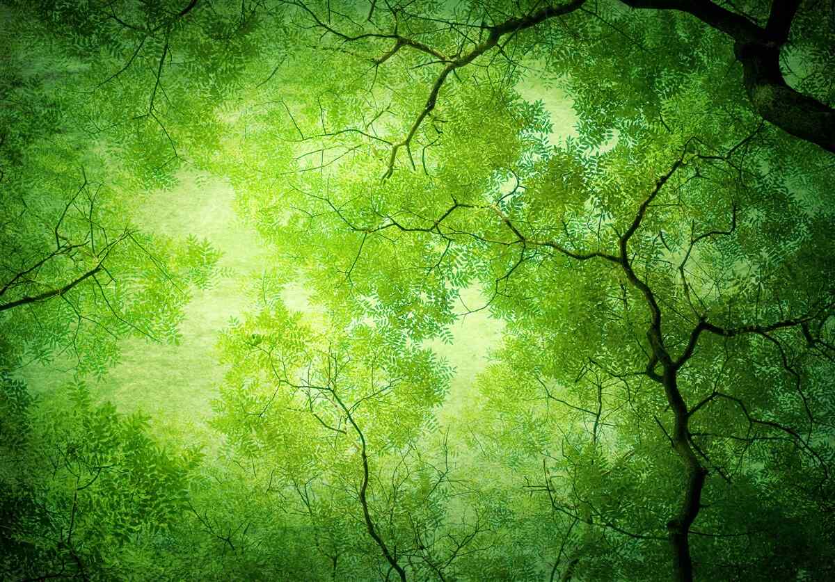 Fototapeta słońce przebija się przez gęste zielone szczyty