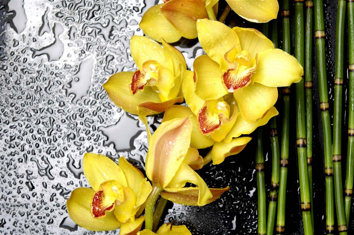 Fototapeta żółta orchidea na kamieniu w pobliżu bambusa