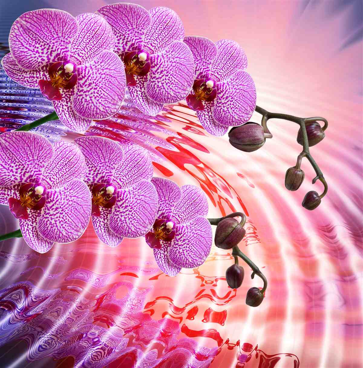 Fototapeta gałęzie liliowej orchidei lamparta w odbiciu
