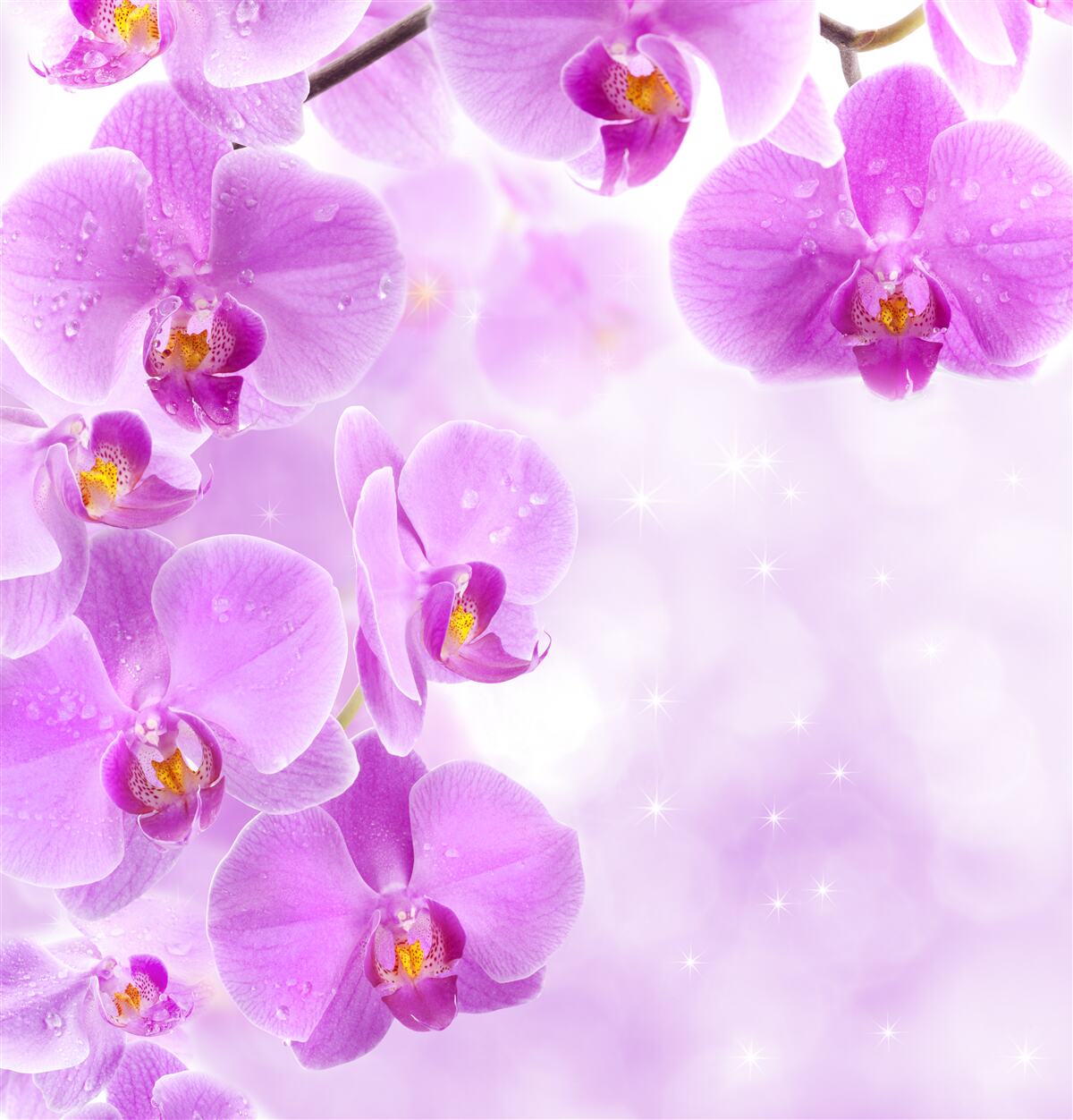 Fototapeta duże pąki liliowej orchidei na gałęzi