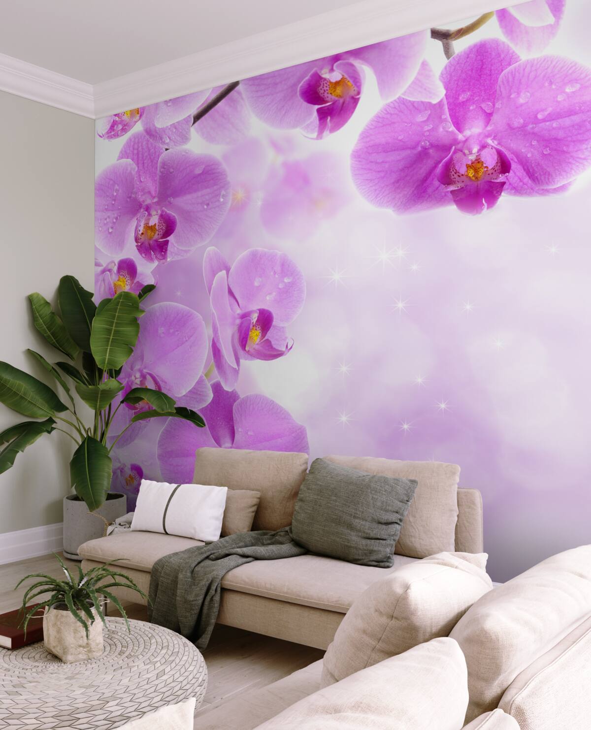 Fototapeta duże pąki liliowej orchidei na gałęzi