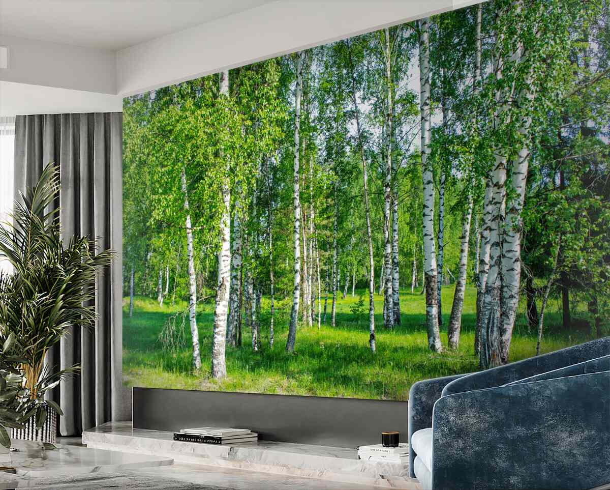 Fototapeta zielone brzozy w letnim gaju