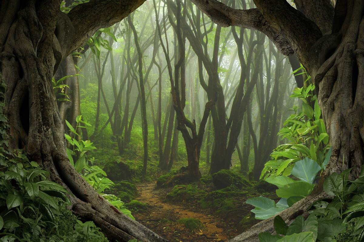 Fototapeta gęsty i zielony las