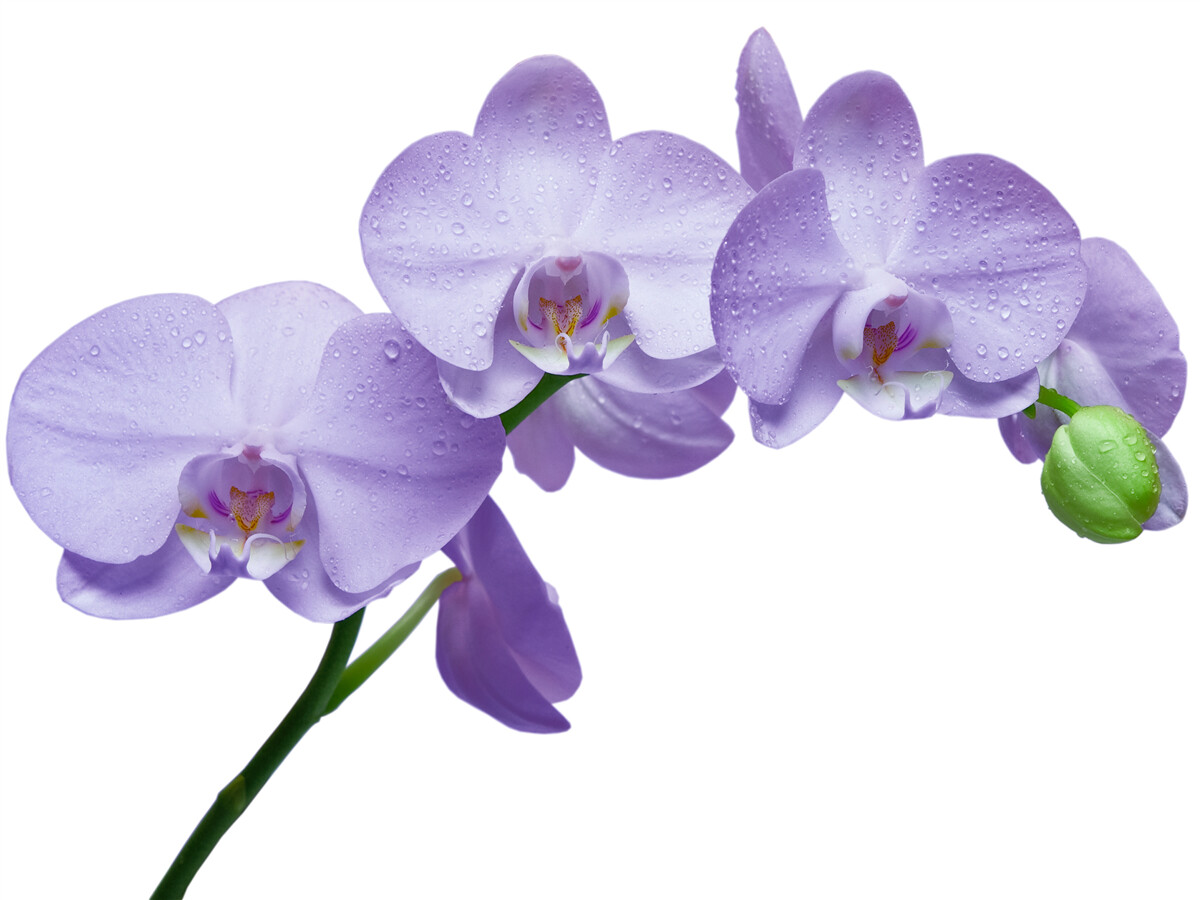 Fototapeta samotna gałąź jasnofioletowej orchidei