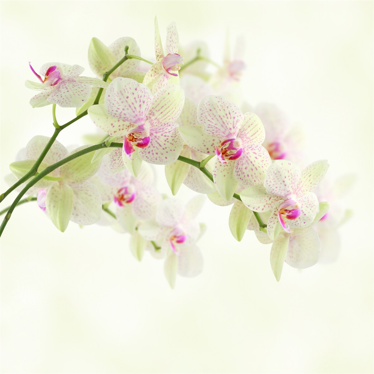 Fototapeta piękne grube gałęzie z pąkami orchidei