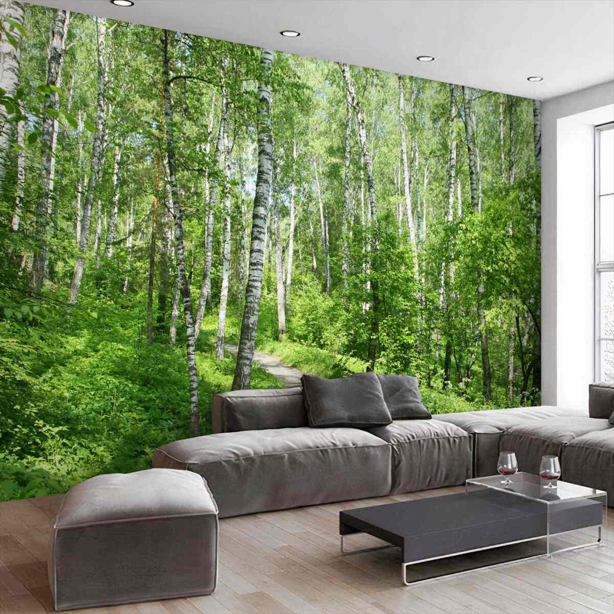 Fototapeta ścieżka do zielonego gaju brzozowego