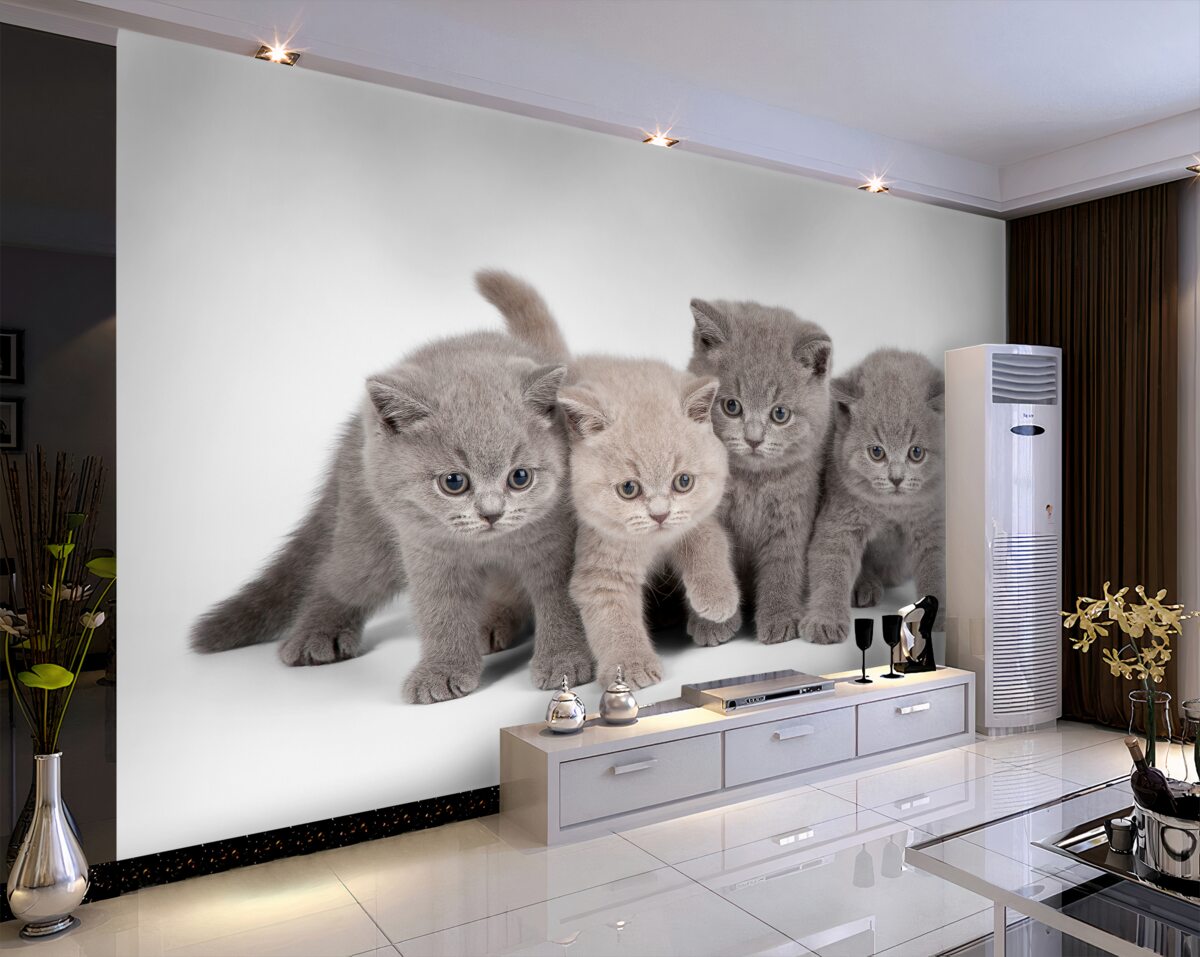 Fototapeta cztery urocze kociaki