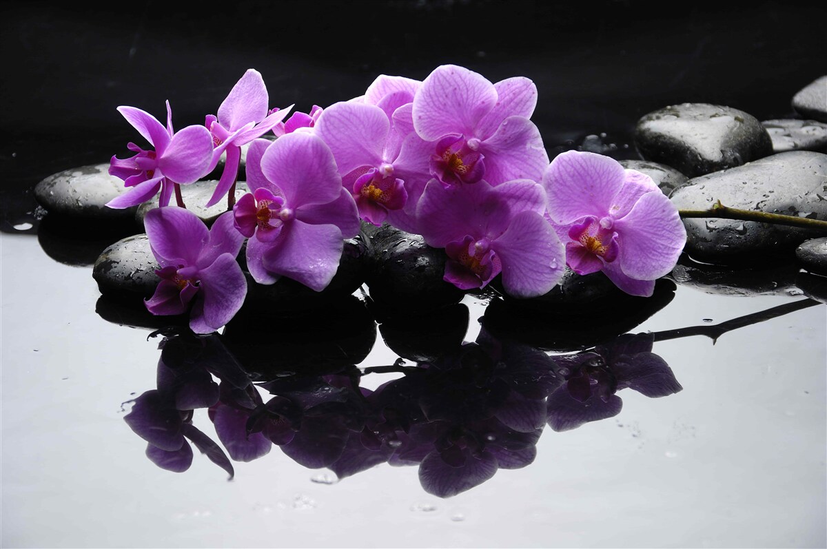 Fototapeta liliowe orchidee w pobliżu wody na kamieniu