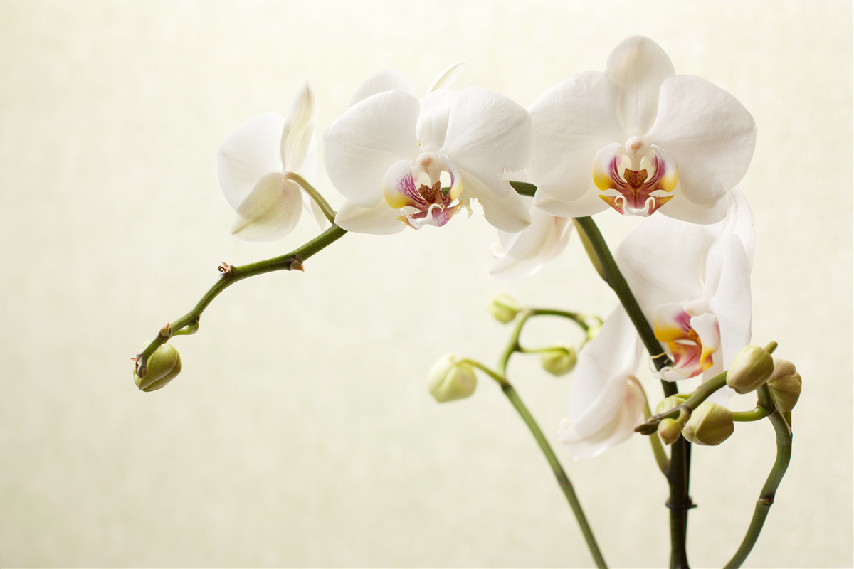 Fototapeta białe gałązki orchidei na jasnym tle