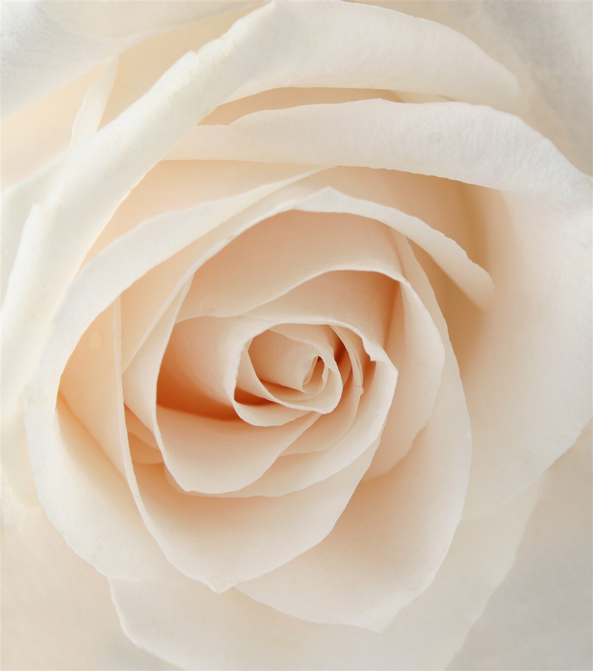 Fototapeta delikatny kremowy róż w całej okazałości