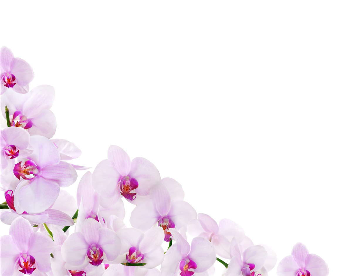 Fototapeta gałęzie jasnej orchidei na białym tle