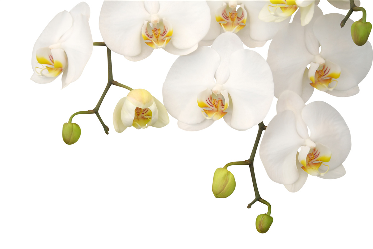 Fototapeta zwisają białe kwiaty orchidei