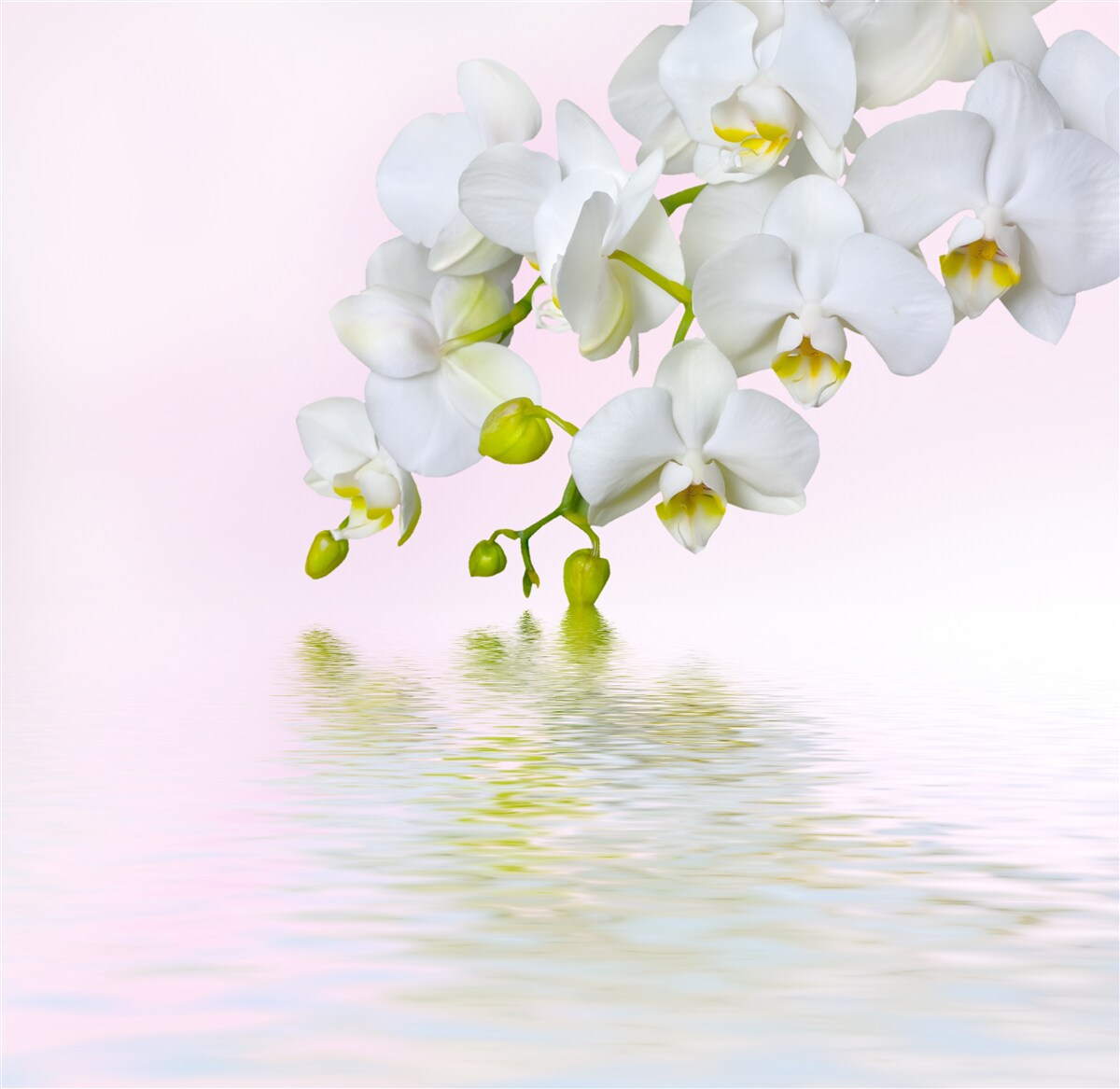 Fototapeta biała orchidea z kwiatami i pąkami w pobliżu wody