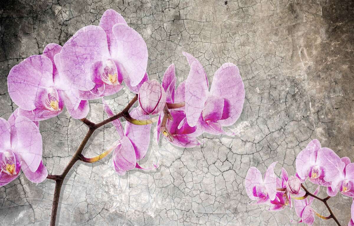 Fototapeta gałęzie liliowej orchidei na szarym tle