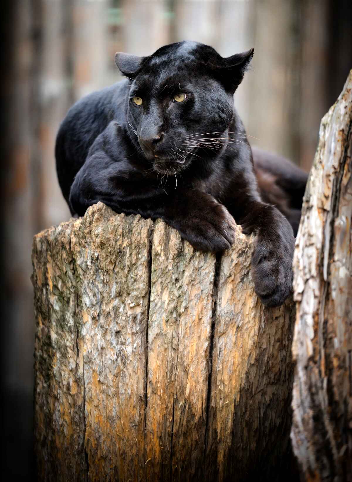 Fototapeta czarna pantera odpoczywa na drzewie