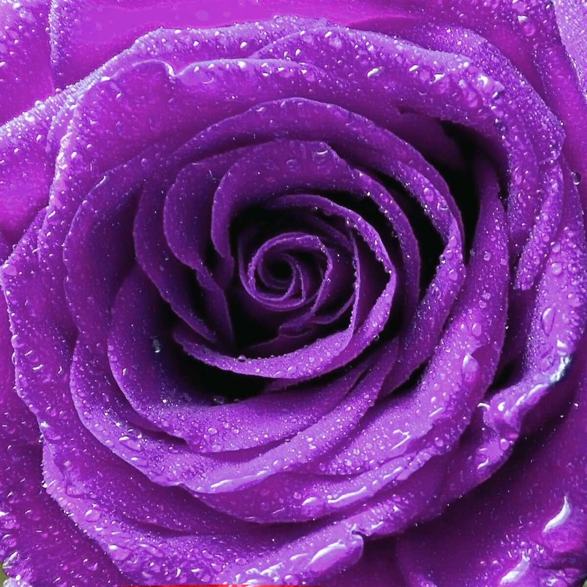 Fototapeta grube krople rosy na płatkach liliowej róży