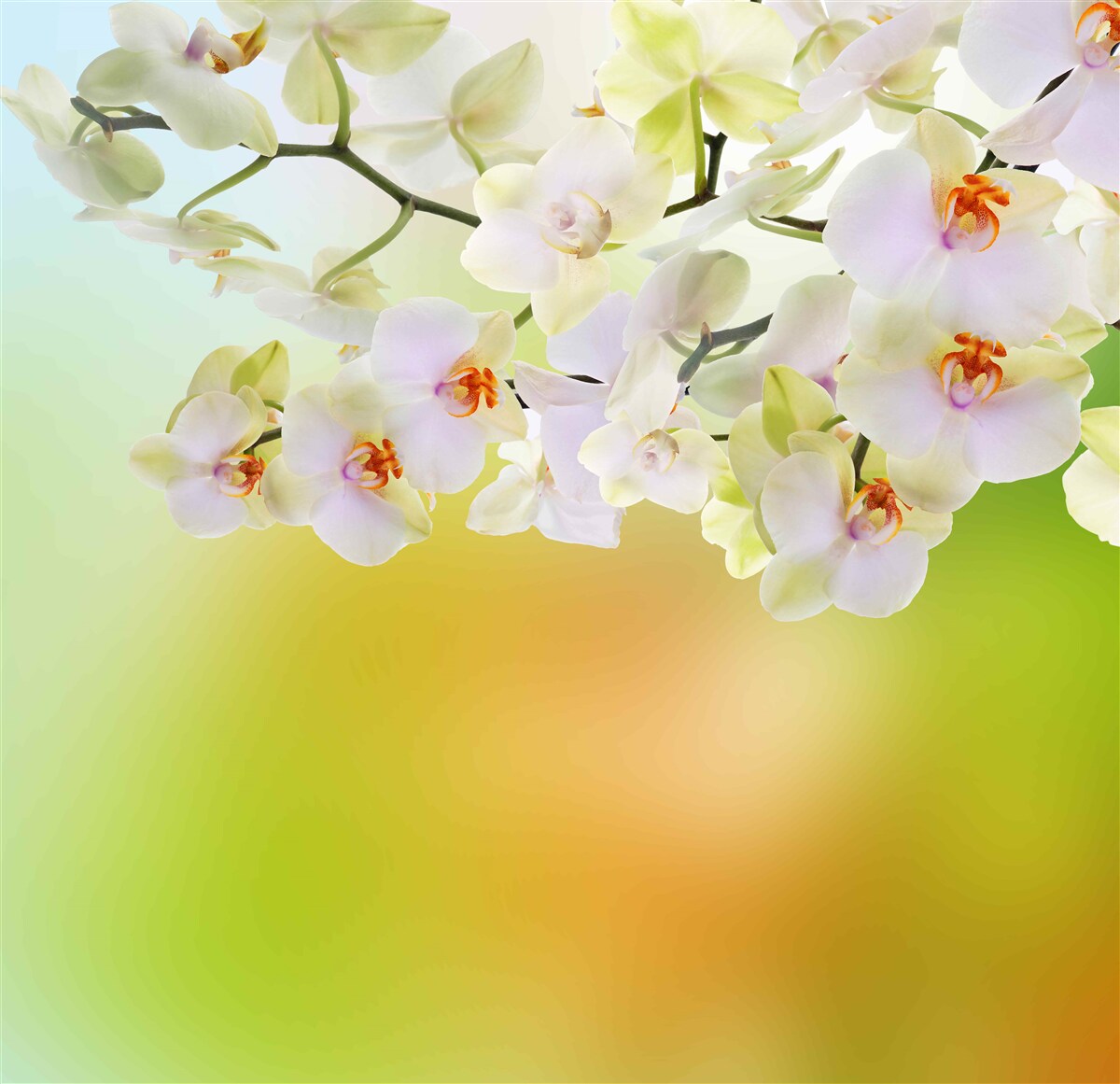 Fototapeta białe pąki i kwiaty orchidei na gałęziach