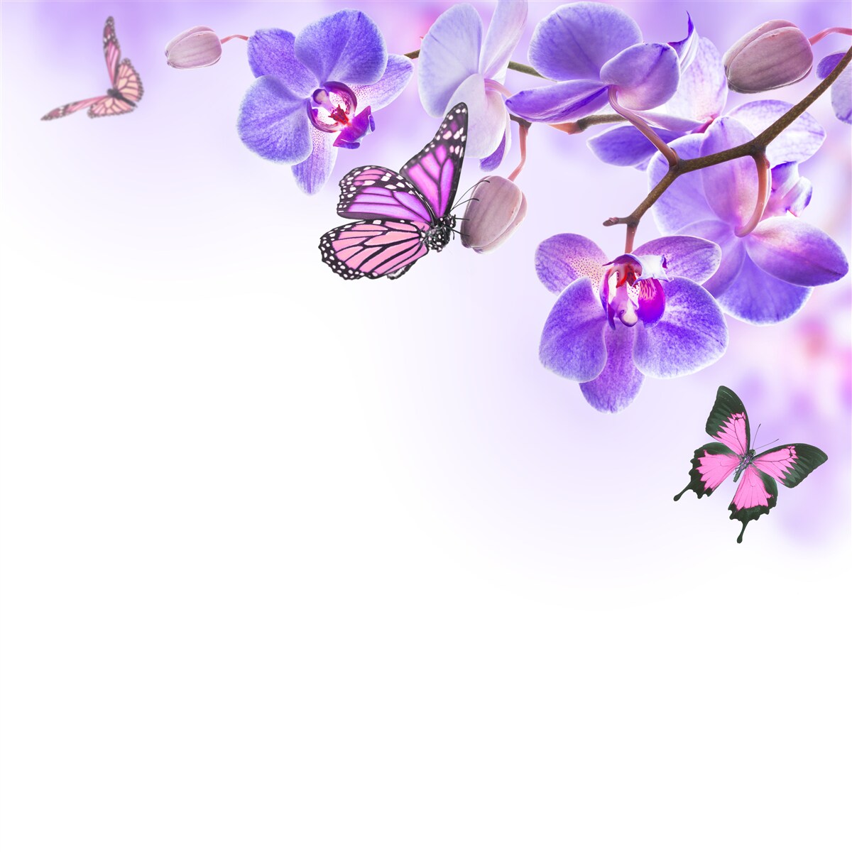 Fototapeta motyle nad niebieskimi liliowymi orchideami