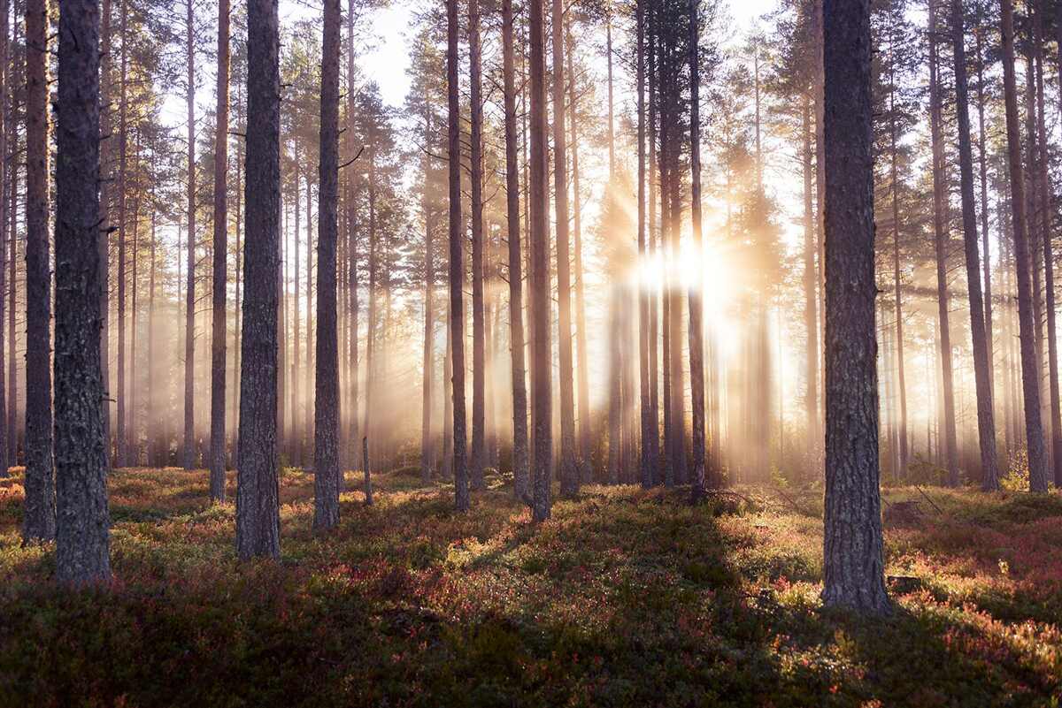 Fototapeta świt w lesie