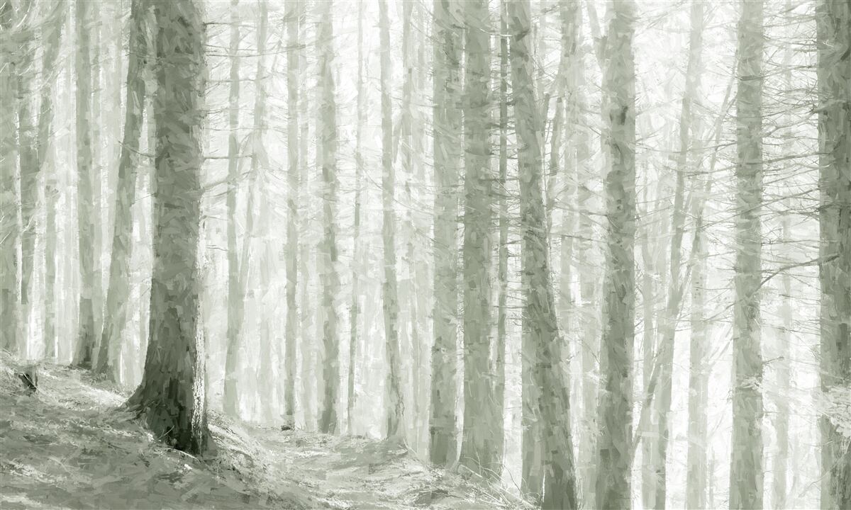 Fototapeta wiele drzew w lesie