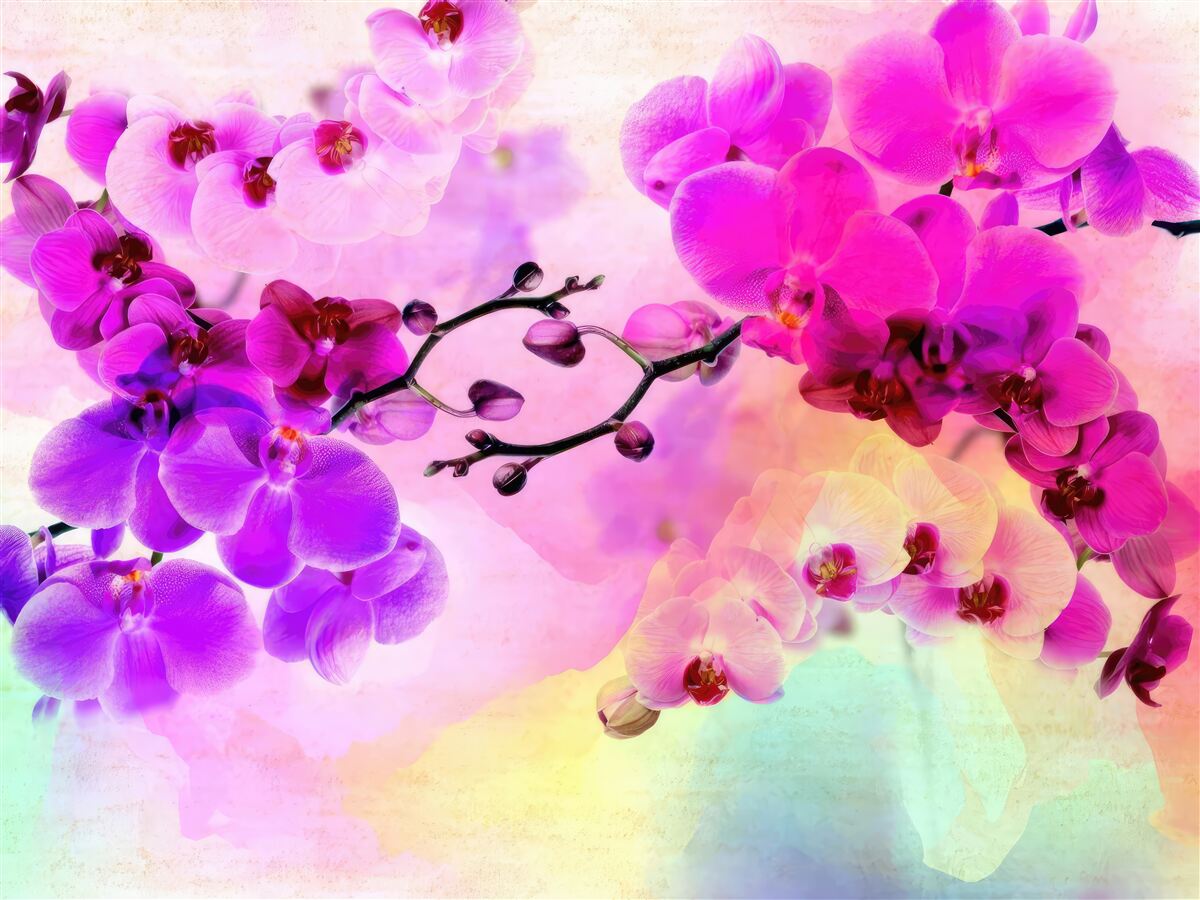 Fototapeta jasne, kolorowe orchidee