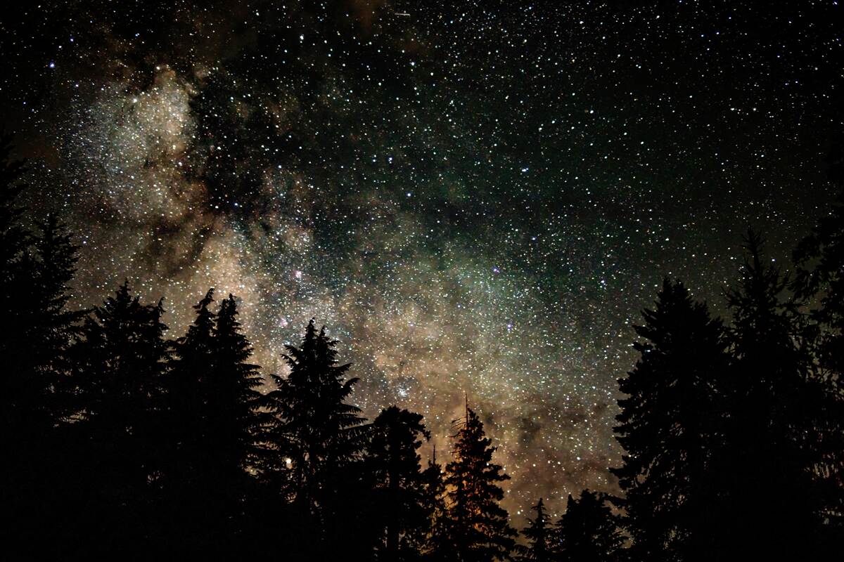 Fototapeta nocny las i gwiaździste niebo