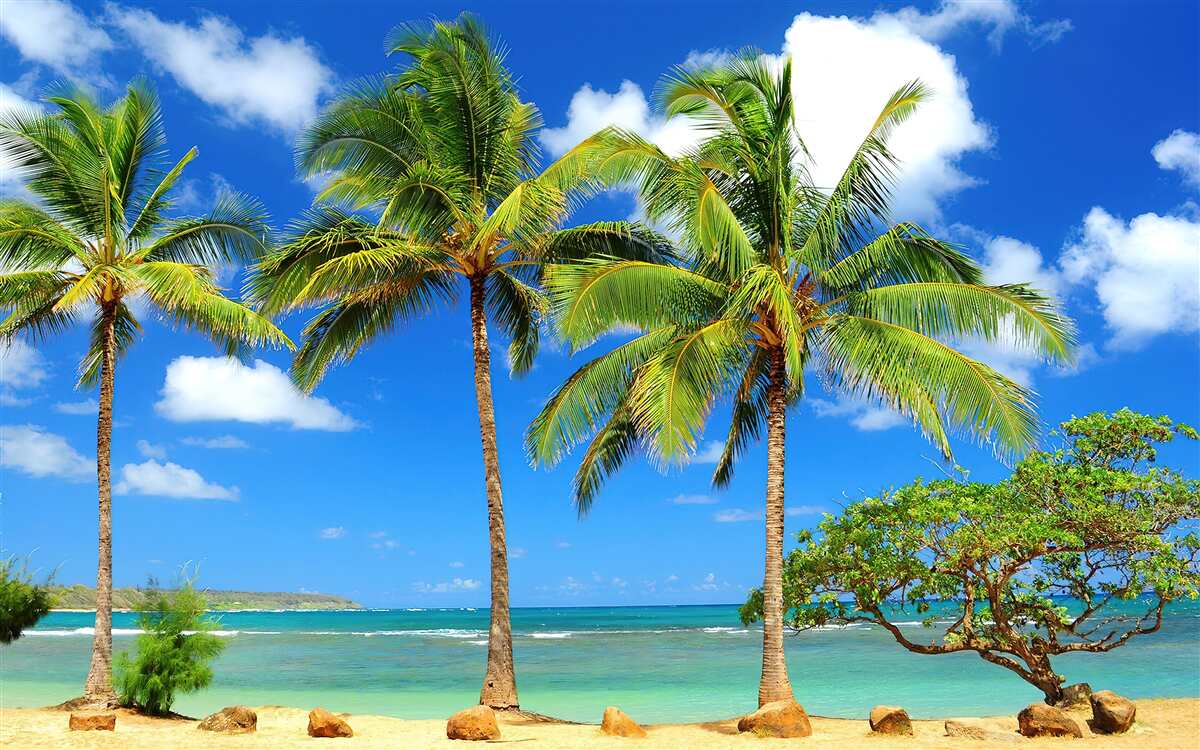 Fototapeta palmy na piaszczystej plaży