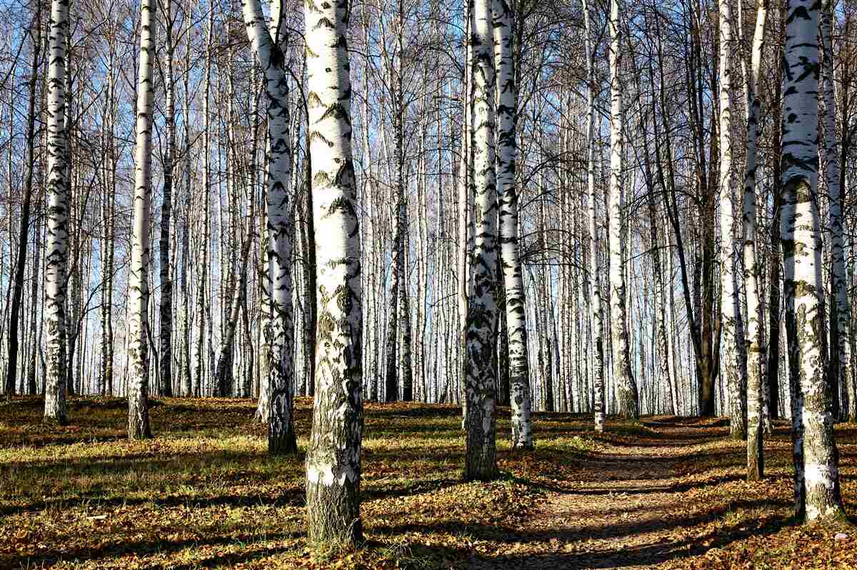 Fototapeta opadłe liście z drzew