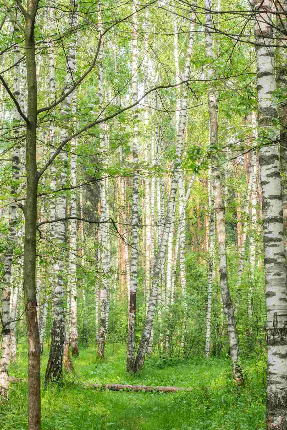 Fototapeta gęsto porośnięty las brzozowy