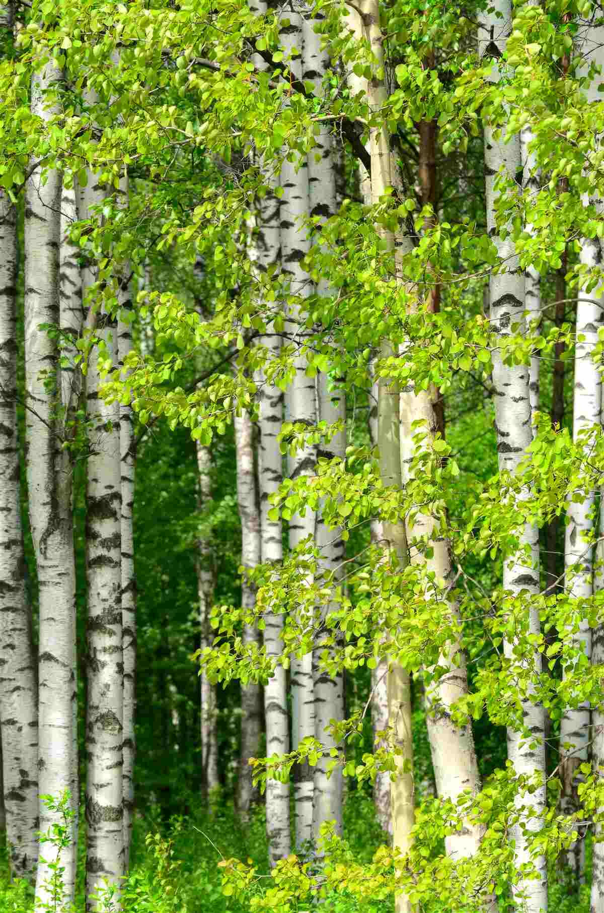 Fototapeta Brzozowy las