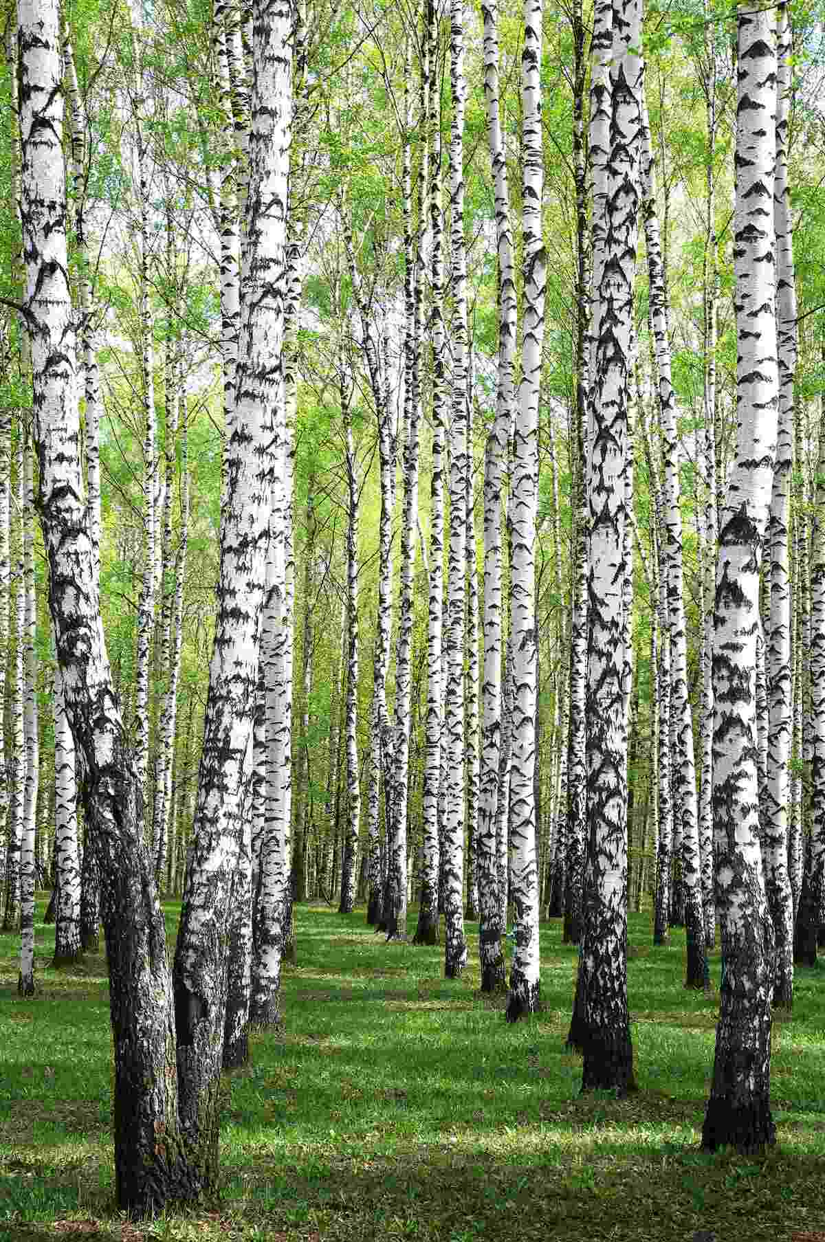 Fototapeta piękny las brzozowy