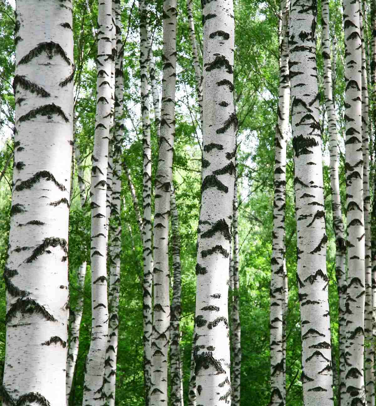 Fototapeta smukłe słupy brzozowe