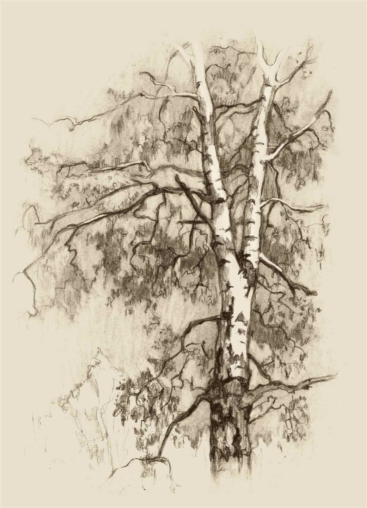 Fototapeta Malowana brzoza