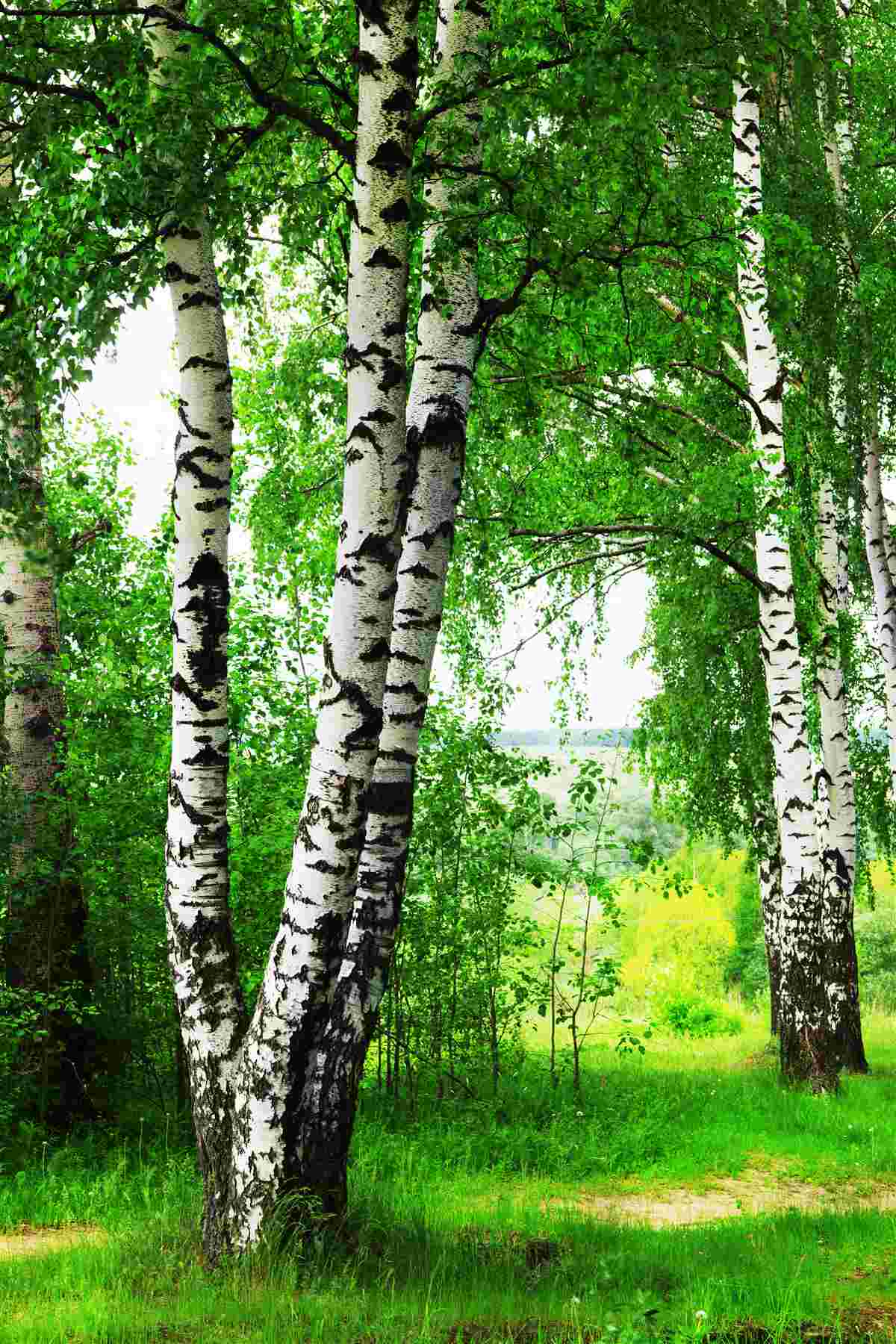 Fototapeta brzoza na trawniku