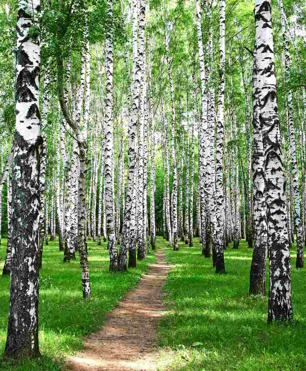 Fototapeta ścieżka w lesie brzozowym