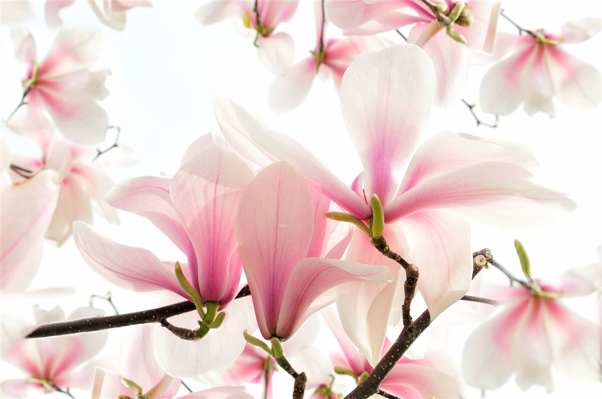 Fototapeta Otwórz magnolie