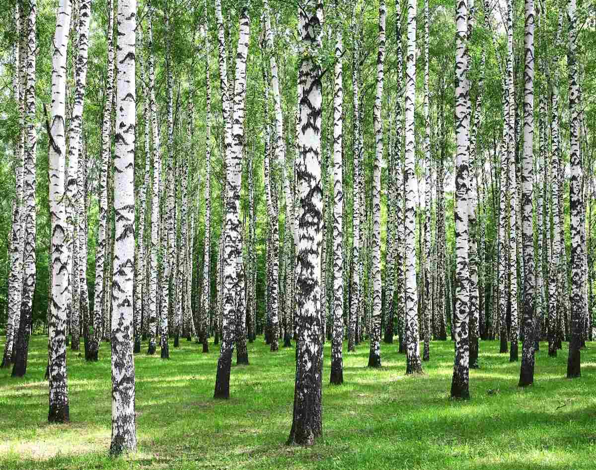 Fototapeta duży las brzozowy