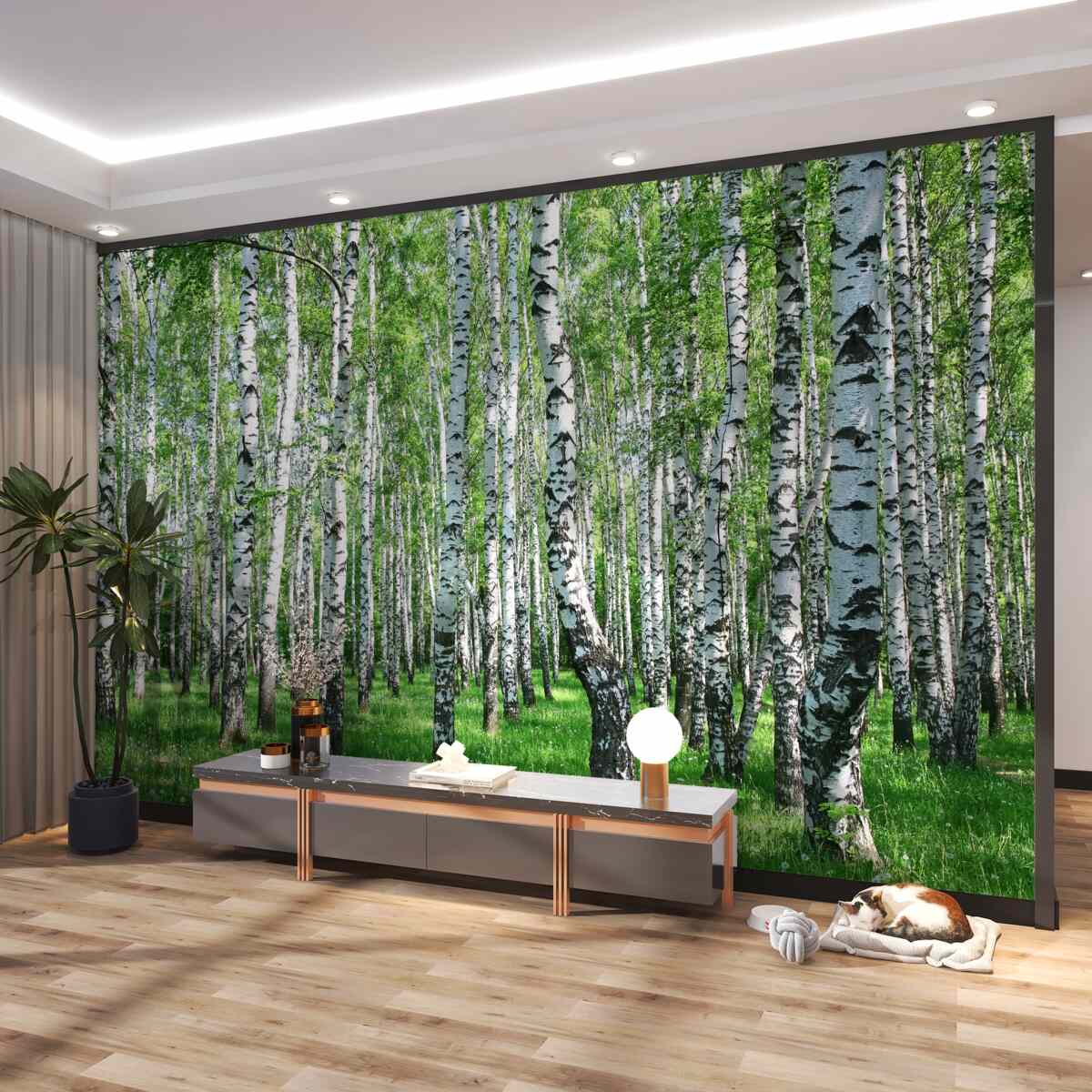Fototapeta wiele brzoz w lesie