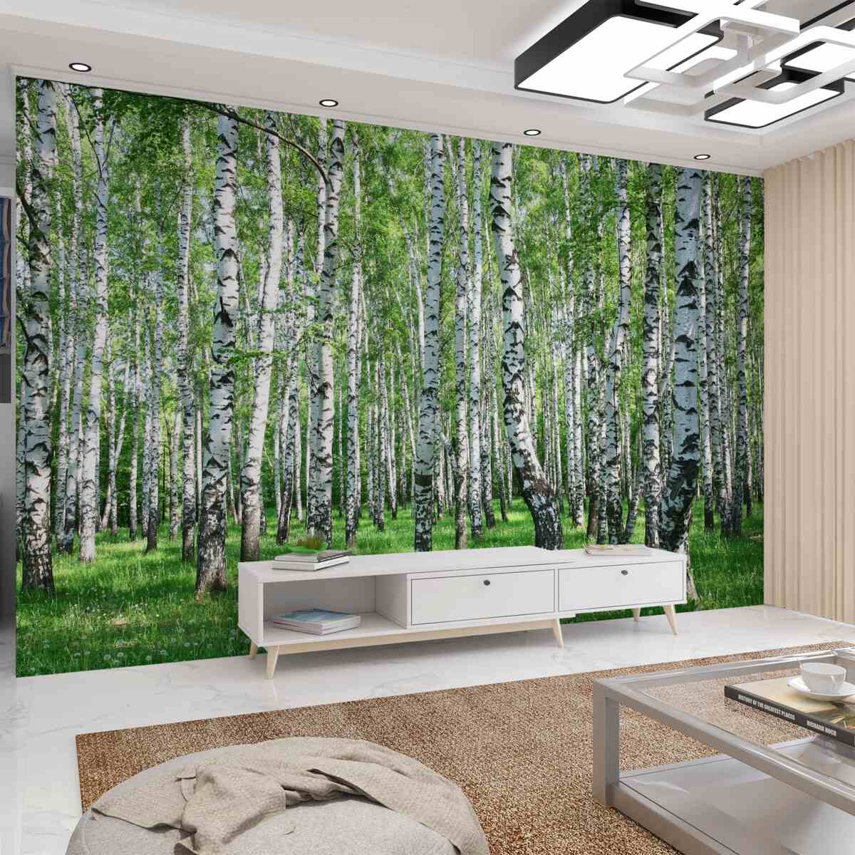Fototapeta wiele brzoz w lesie