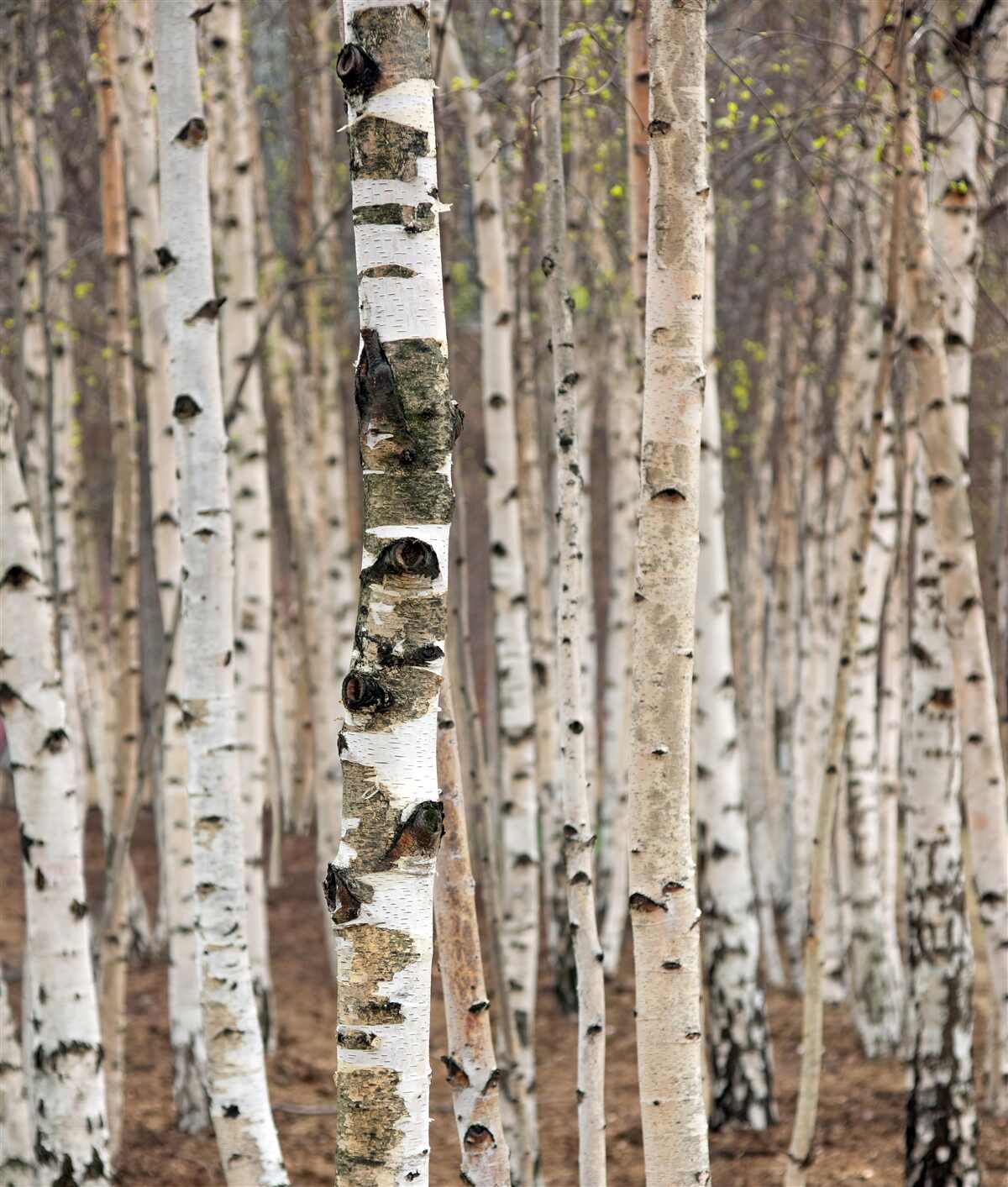 Fototapeta Słupy brzozowe w lesie
