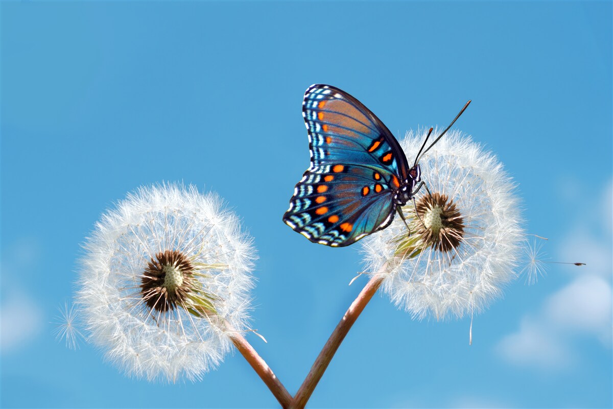 Fototapeta Motyl na wyblakłym mniszku lekarskim