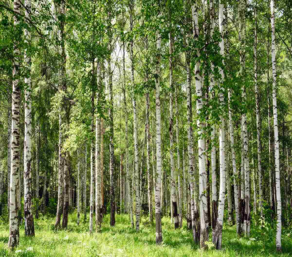 Fototapeta Smukła brzoza