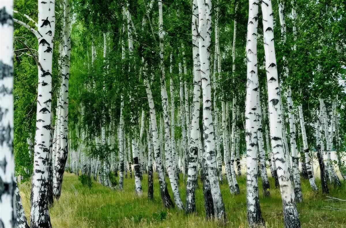 Fototapeta Gęsty las brzozowy