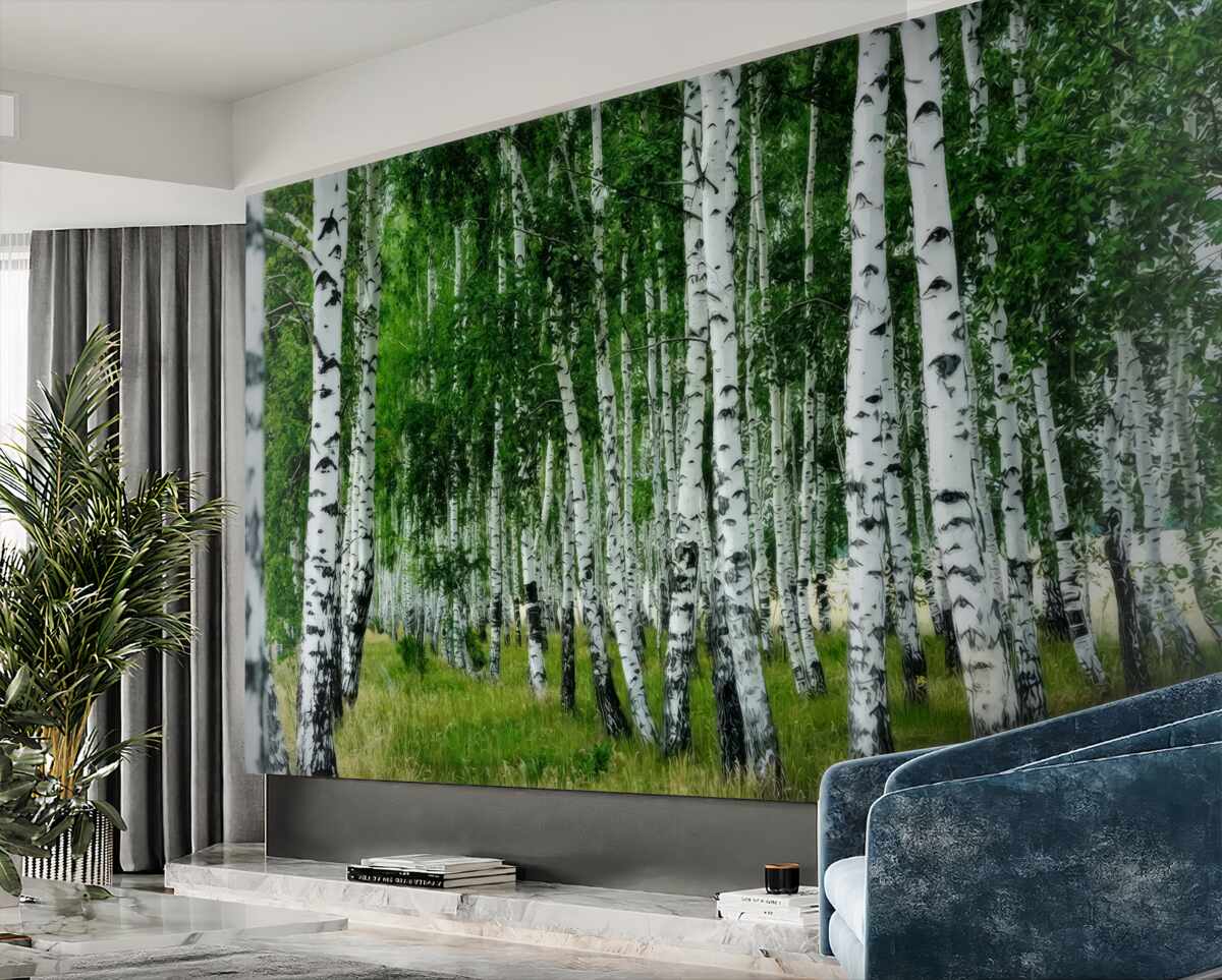 Fototapeta Gęsty las brzozowy