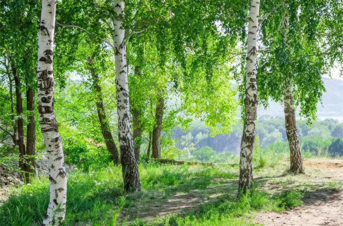 Fototapeta Zielony las brzozowy